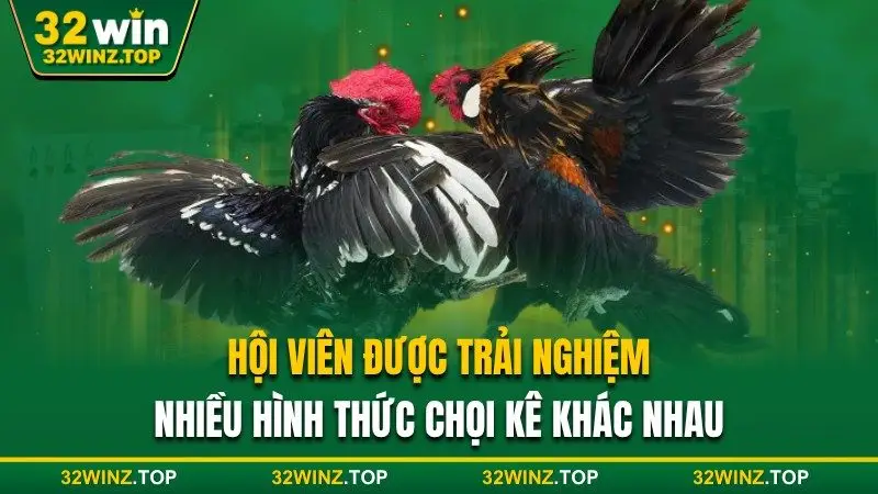 Được trải nghiệm nhiều hình thức chọi kê khác nhau